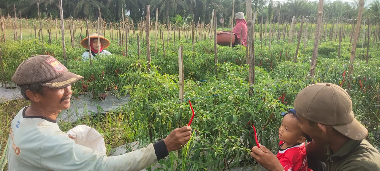 Kelompok Tani Permata Mawang Raya Sukses Tingkatkan Produksi Cabai dengan Pupuk Bakteri
