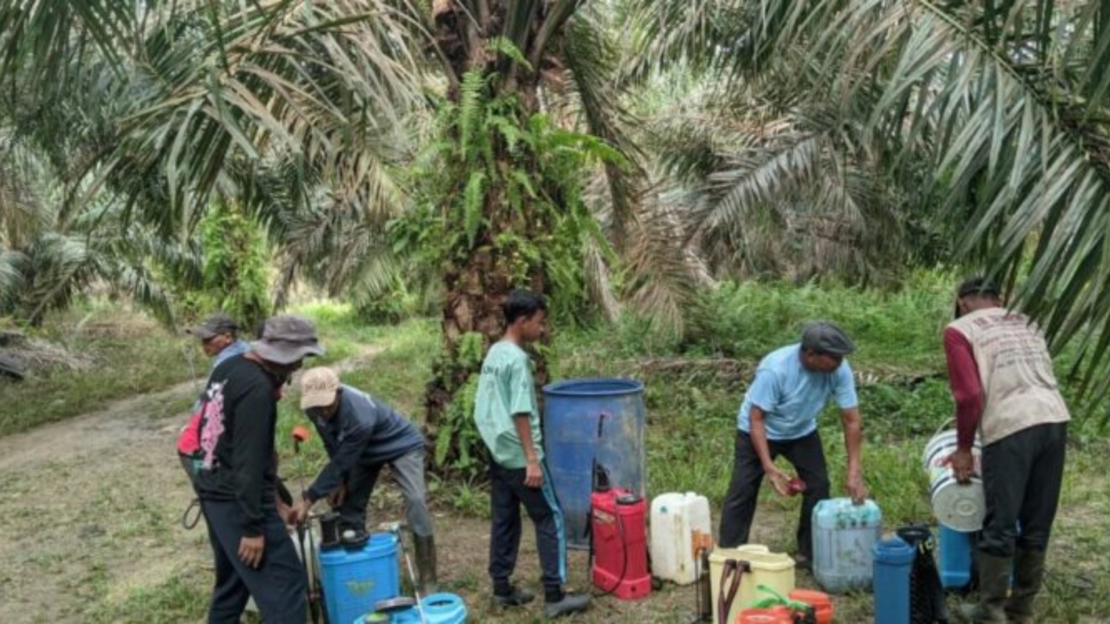 Aksi Gotong Royong Tiga PC LDII, Semprot 5 Hektar Lahan Sawit