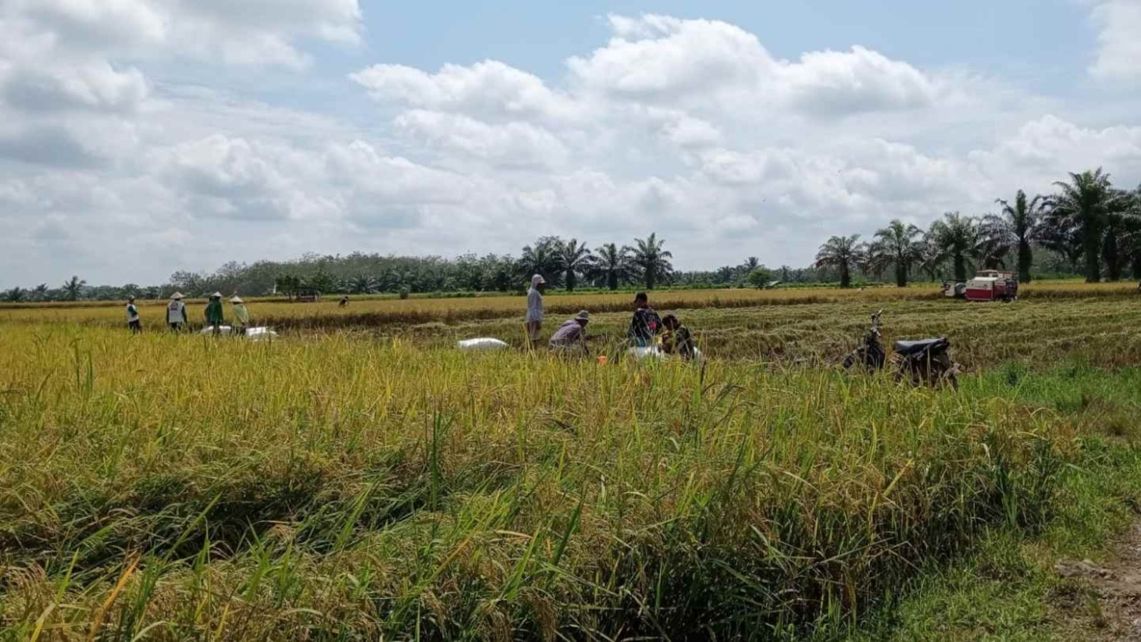 LDII Sumbar Dukung Ketahanan Pangan Lewat Program Pertanian Mandiri Dharmasraya